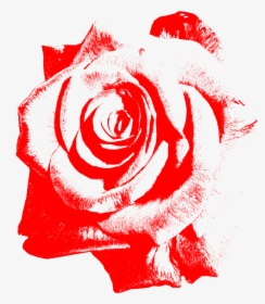 Single Red Rose, HD Png Download, Transparent PNG