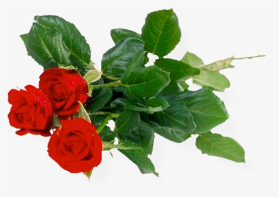 Red Rose Png Image - Flowers Of Bunch Transparent Background, Png Download, Transparent PNG