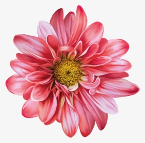 Gazania - Flower Chrysanthemum Vector Png, Transparent Png, Transparent PNG