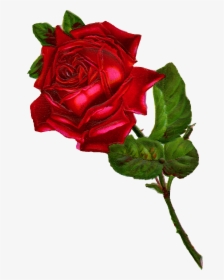 Rose Digital Clip Art - Clipart Vintage Red Rose, HD Png Download, Transparent PNG