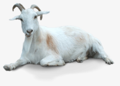 Free Png Of Goat - Transparent Background Goat Png, Png Download, Transparent PNG