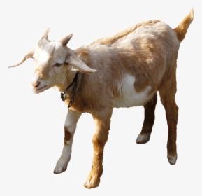 Indian Goat Png - Goat Gif No Background, Transparent Png, Transparent PNG