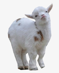 Goat Png Images Download - Goats On Top Of Goats, Transparent Png, Transparent PNG