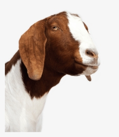 Transparent Goats Png - Anglo Nubian Goat Png, Png Download, Transparent PNG