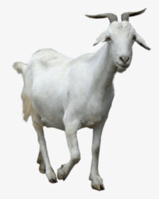 Free Png Goat Png Images Transparent - Young Thug Goat Meme, Png Download, Transparent PNG