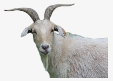 Goat Png Image - Goat, Transparent Png, Transparent PNG