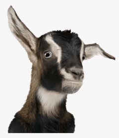 Transparent Background Goats Png, Png Download, Transparent PNG
