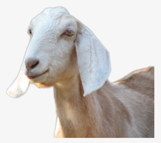 Goat Png Image - Goats Png, Transparent Png, Transparent PNG