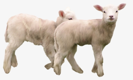 Goat Png, Download Png Image With Transparent Background, - Козы Пнг, Png Download, Transparent PNG