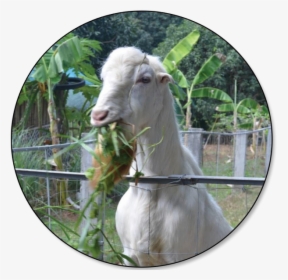 Goat Price In Philippines, HD Png Download, Transparent PNG