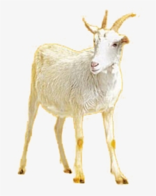 Transparent Goat Png - Goat, Png Download, Transparent PNG