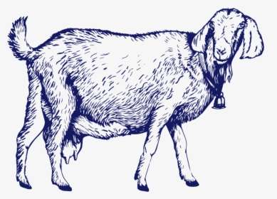 Goat-01 - Goat, HD Png Download, Transparent PNG