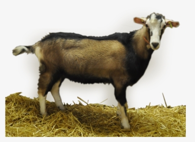 Goat , Png Download - Goat, Transparent Png, Transparent PNG