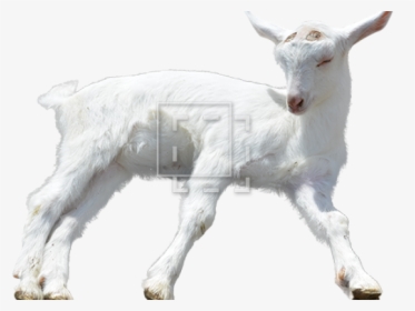 Transparent Background Baby Goats Png - Baby Goat No Background, Png Download, Transparent PNG