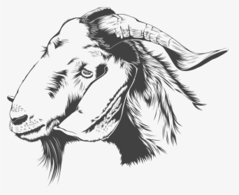 Download Goat Png Transparent Images Transparent Backgrounds - Goat Sketch Png, Png Download, Transparent PNG