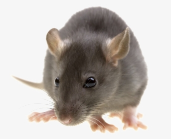 Rat Png Image With Transparent Background - Pest Control, Png Download, Transparent PNG