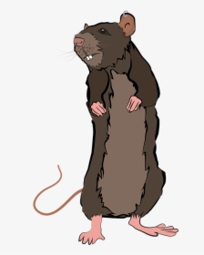 Animal, Rat, Nature, Pet, Mouse, Tail, Hamster - Rat, HD Png Download, Transparent PNG