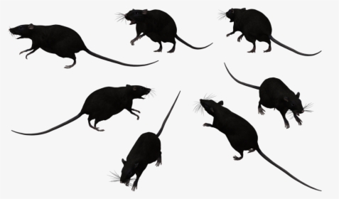 Group Of Black Rats, HD Png Download, Transparent PNG