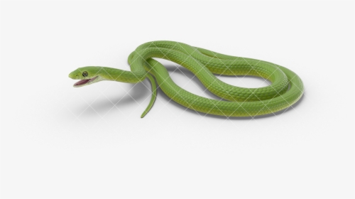 Clip Art Green Rat Snake - Smooth Greensnake, HD Png Download, Transparent PNG
