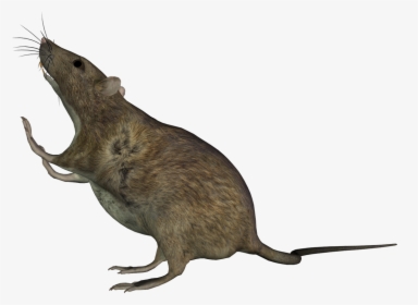 Rat Sitting - Mouse, HD Png Download, Transparent PNG