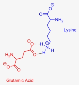 Glutamic Acid Lysine Salt Bridge - Lysine Aspartic Acid Salt Bridge, HD Png Download, Transparent PNG