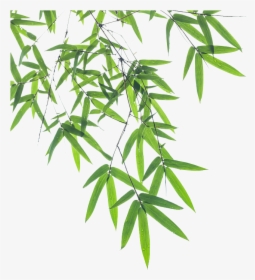 Bamboo Leaf Euclidean Vector - Transparent Background Bamboo Leaves Png, Png Download, Transparent PNG