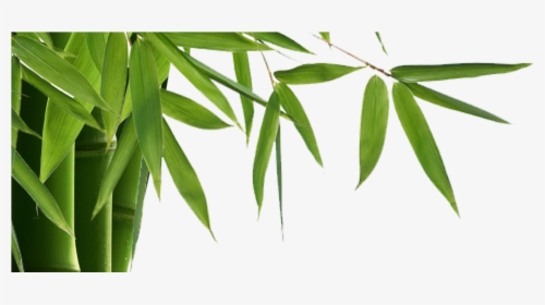 Bamboo Is Elegant, Modern With Many Benefits Inside - Bamboo .png, Transparent Png, Transparent PNG
