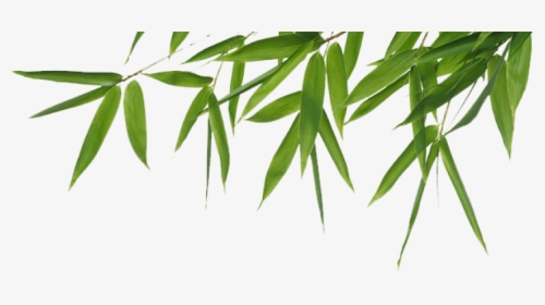 Transparent Bamboo Tree Png - Bamboo Transparent, Png Download, Transparent PNG