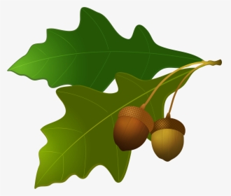 Holly - Acorn Tree Leaf Clipart, HD Png Download, Transparent PNG