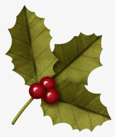 American Holly, HD Png Download, Transparent PNG