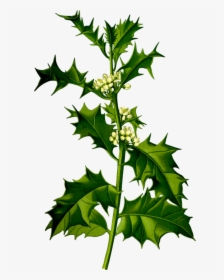 Plant,leaf,tree - Ilex Aquifolium, HD Png Download, Transparent PNG
