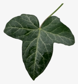 Ivy, Ivy Leaf, Green, Leaf Green, Isolated, Cut Out - Ivy Leaf Png, Transparent Png, Transparent PNG