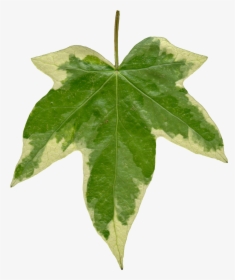 Thumb Image - Ivy Leaf Texture Png, Transparent Png, Transparent PNG