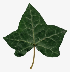 Transparent Ivy Png - Ivy Leaf Png, Png Download, Transparent PNG