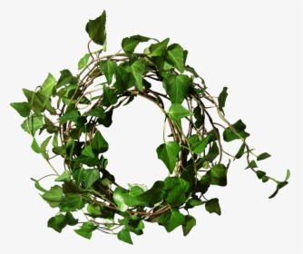 Sunday December Th Page - Ivy Round, HD Png Download, Transparent PNG