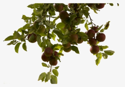 Tree Branch Png Photos - Apple Tree Background Png, Transparent Png, Transparent PNG
