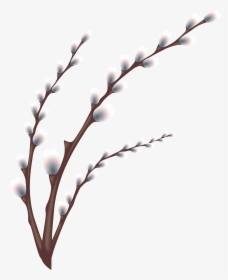 Transparent Olive Branches Png - Willow Tree Branch Transparent, Png Download, Transparent PNG