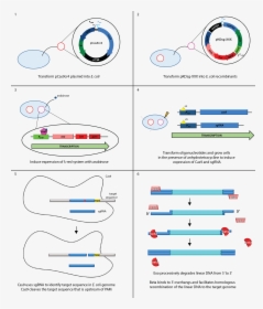 Outline Of No-scar Recombineering Methods Final 2, HD Png Download, Transparent PNG