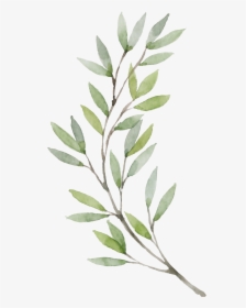 Violin Png Watercolor - Watercolor Olive Leaf Png, Transparent Png, Transparent PNG