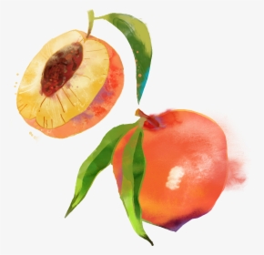 Saturn Peach Fruit Watercolor Painting - Peach Fruit Watercolor Png, Transparent Png, Transparent PNG