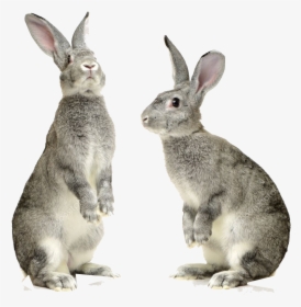 Rabbit Png Pic - Rabbit Png, Transparent Png, Transparent PNG
