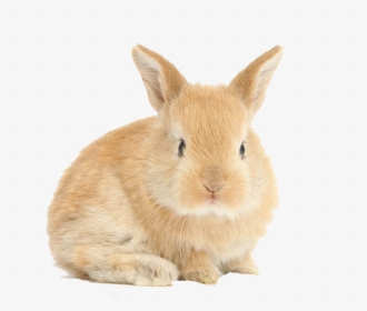 Rabbit Png Background - Baby Bunny Png, Transparent Png, Transparent PNG