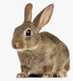 European Rabbit Png Free Download - Rabbit With White Background, Transparent Png, Transparent PNG