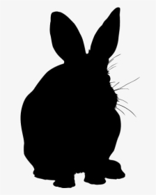 Bunny Png Transparent Images - Domestic Rabbit, Png Download, Transparent PNG
