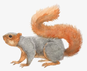 Squirrel Transparent Png File - Fox Squirrel Illustration, Png Download, Transparent PNG
