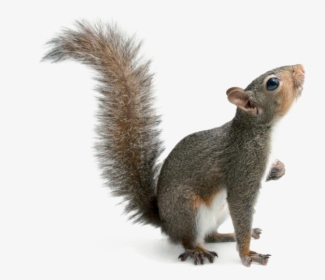 Squirrel Png Download Image - Eastern Gray Squirrel Png, Transparent Png, Transparent PNG