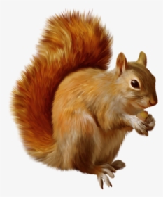 Squirrel Png Clipart - Clipart Squirrels, Transparent Png, Transparent PNG