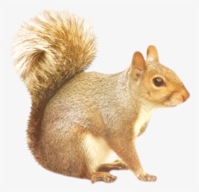 Squirrel Png - Transparent Background Squirrel Clipart, Png Download, Transparent PNG
