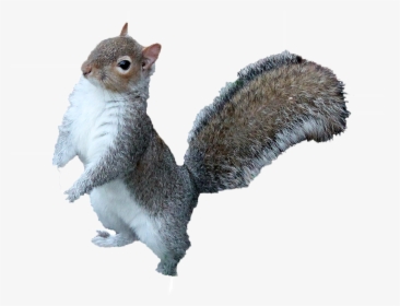 Squirrel Png Free Download - Squirrel Png, Transparent Png, Transparent PNG