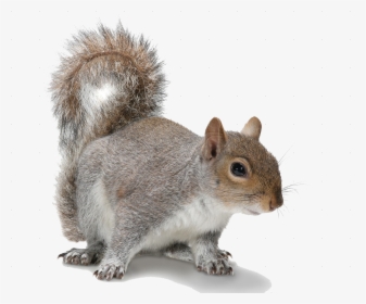 Make A Decision Squirrel Quote, HD Png Download, Transparent PNG